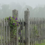 Our Fine Feathered Friends – Birdwatching at the Park