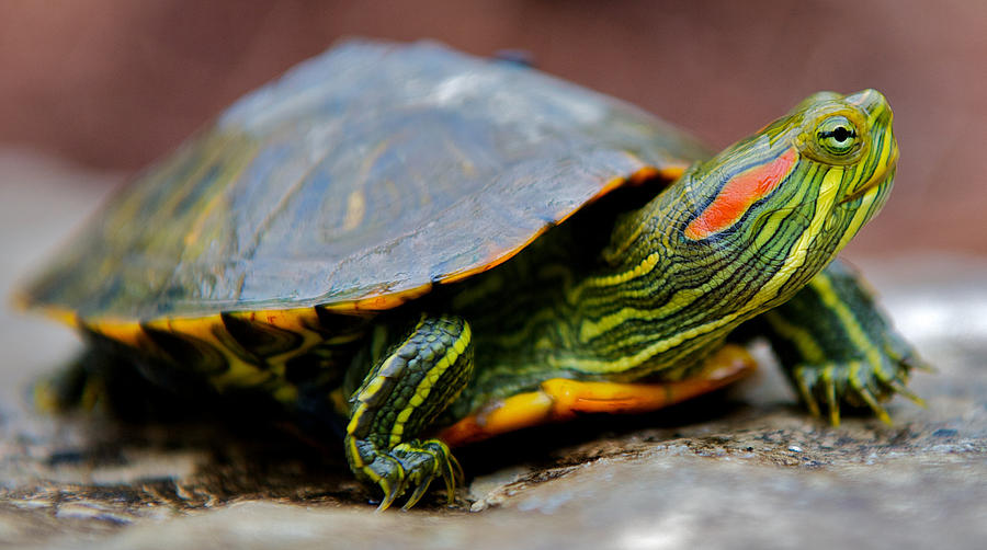 Turtle! Turtle! – Turtles and Tortoises of Texas