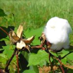 Cotton Harvest Days