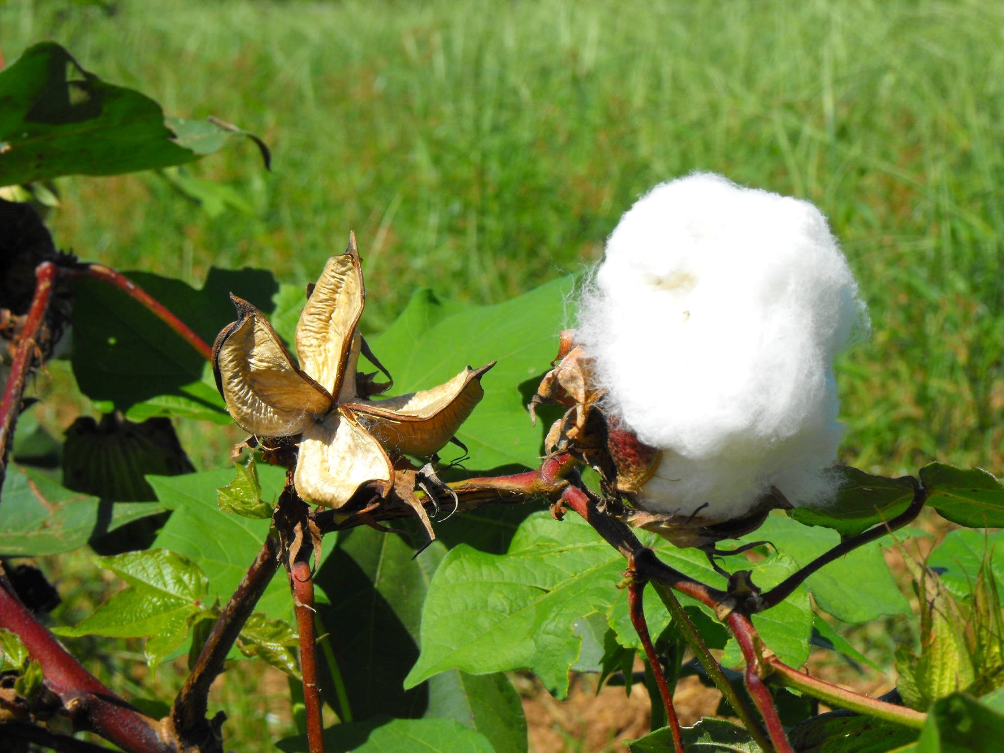 White Gold: Cotton in Texas