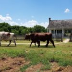 Logging with Oxen