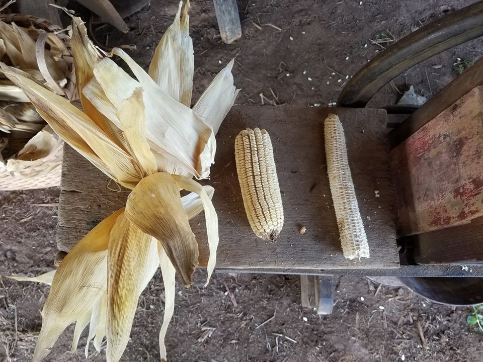 Corn Off the Cob