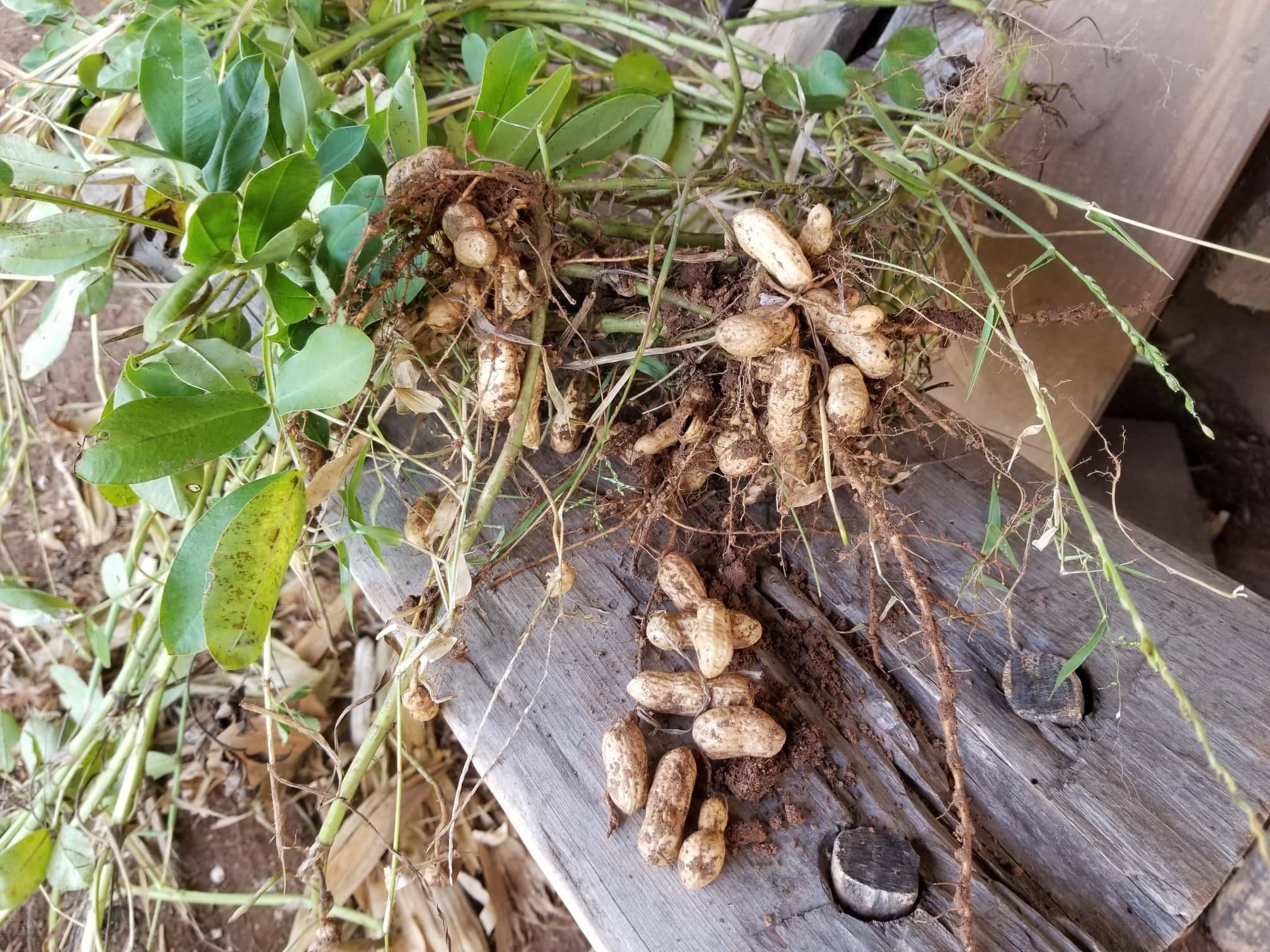 Okra, Peanuts, & Potatoes