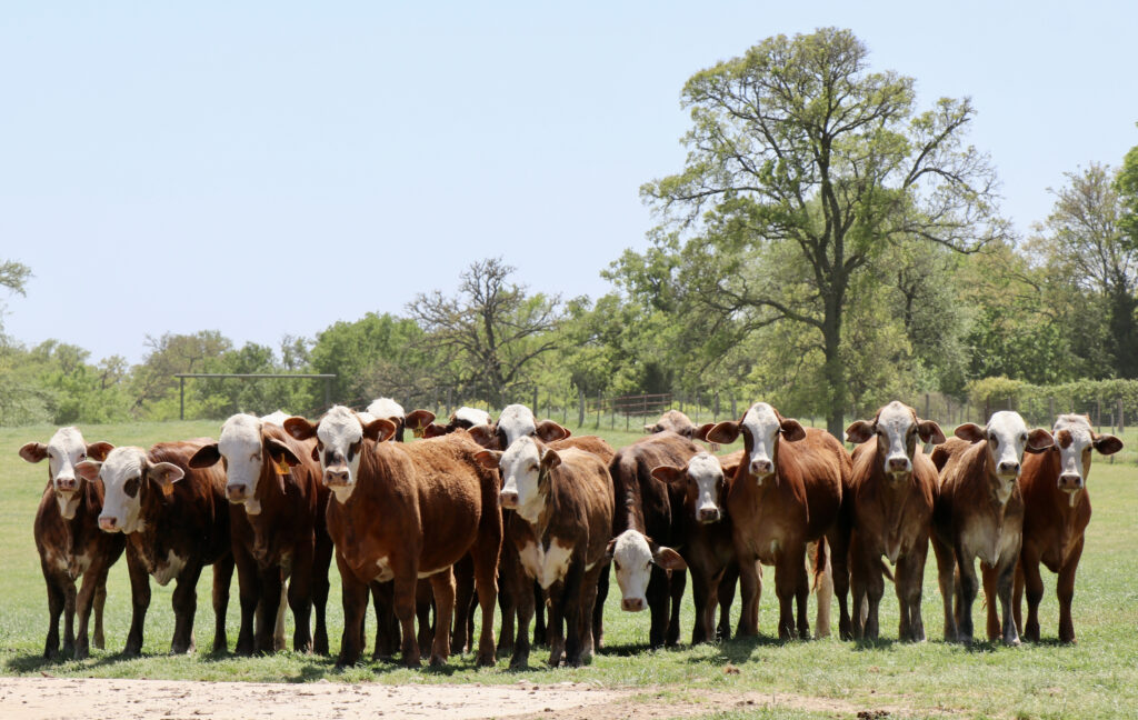 Beef on the Brazos