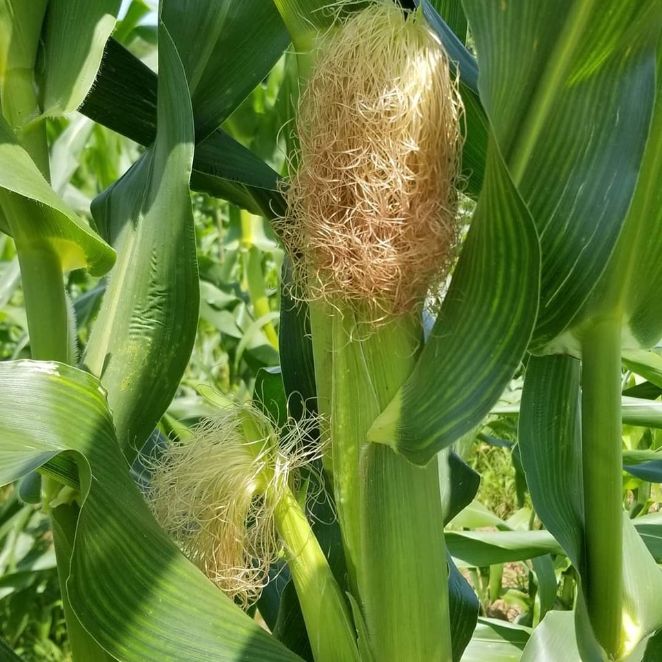Corn: Field to Table